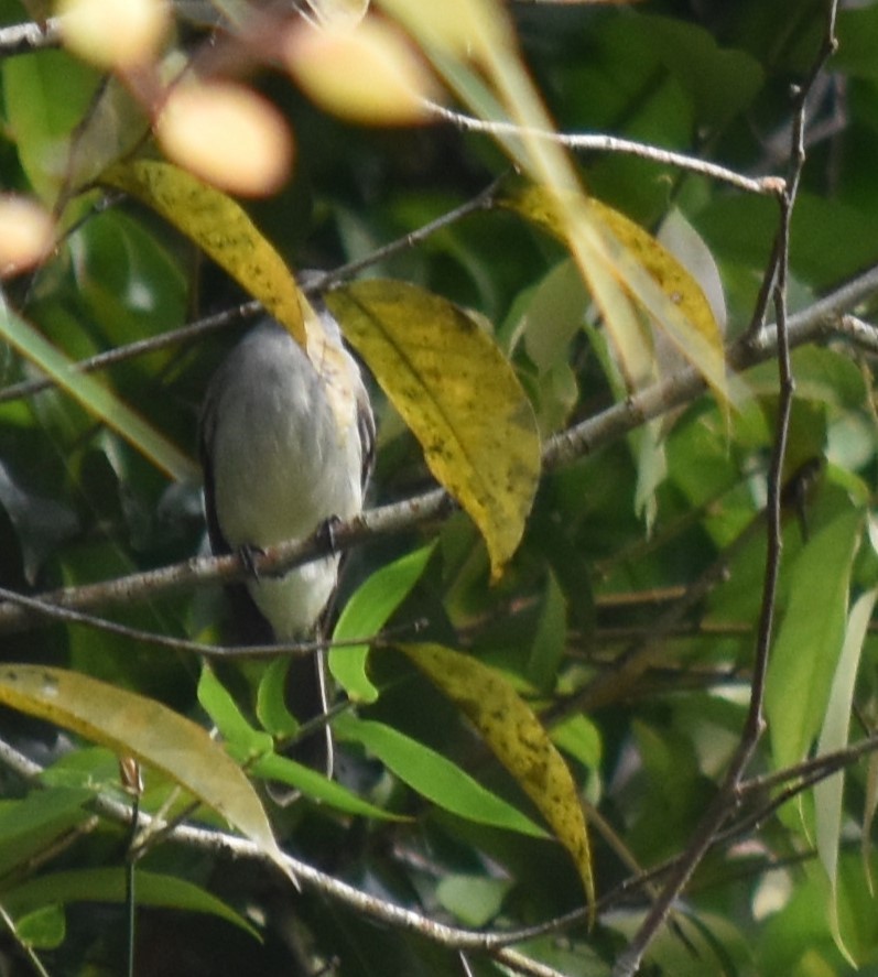 Fiofío Gris (cinerea) - ML616221175