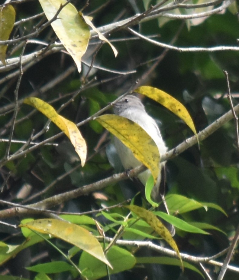 Amazonian Elaenia - Bill Tweit