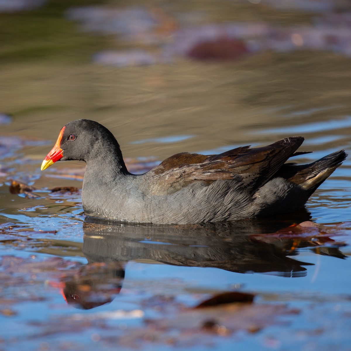 Dusky Moorhen - ML616221223