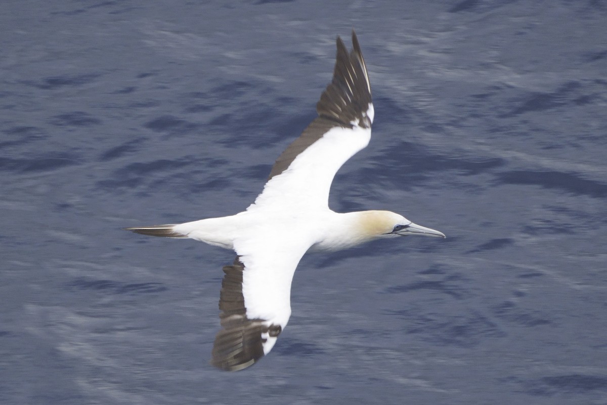 Australasian Gannet - ML616221228