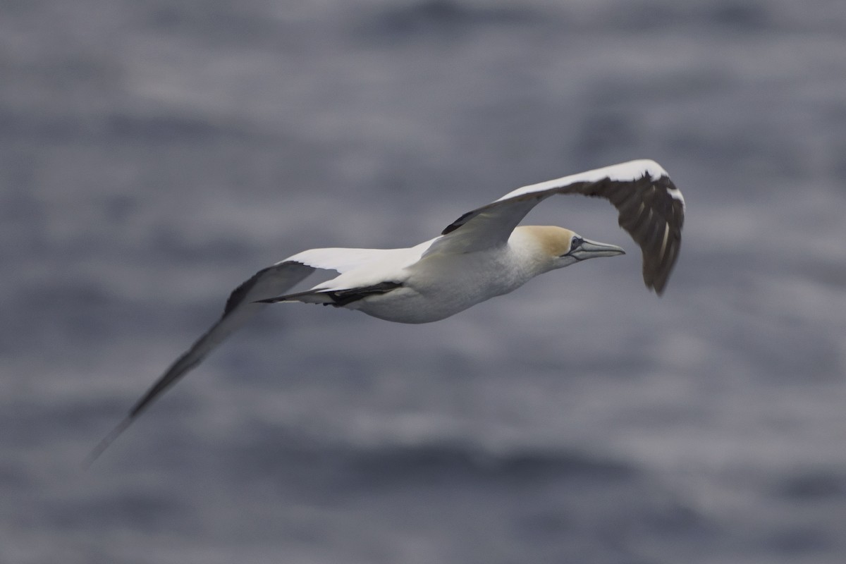 Australasian Gannet - ML616221229