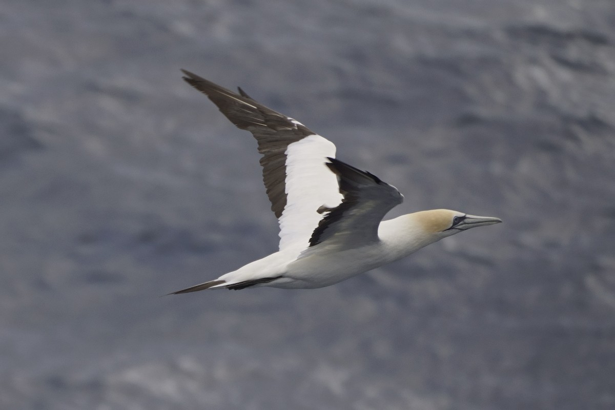 Australasian Gannet - ML616221230