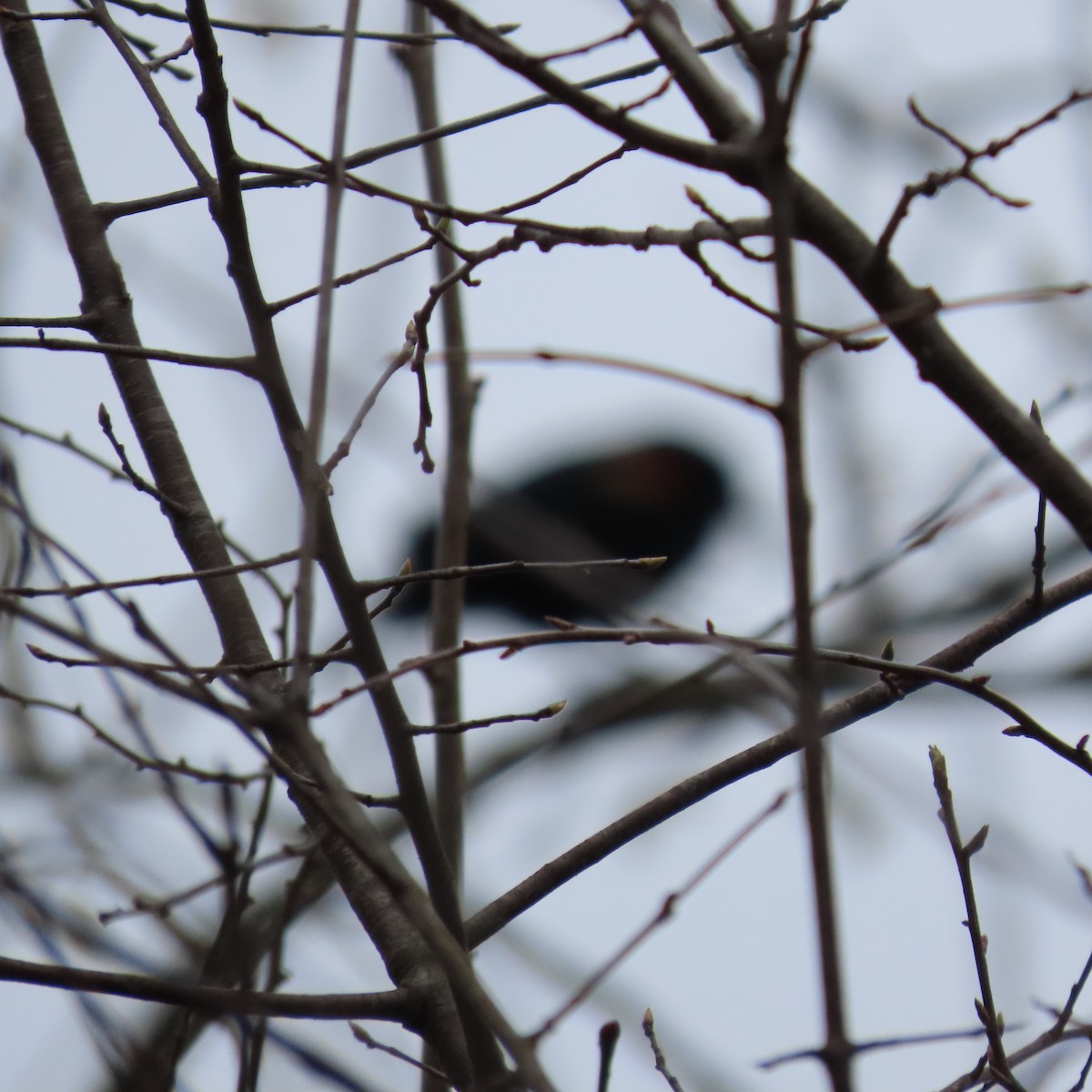 Red-winged Blackbird - ML616221234