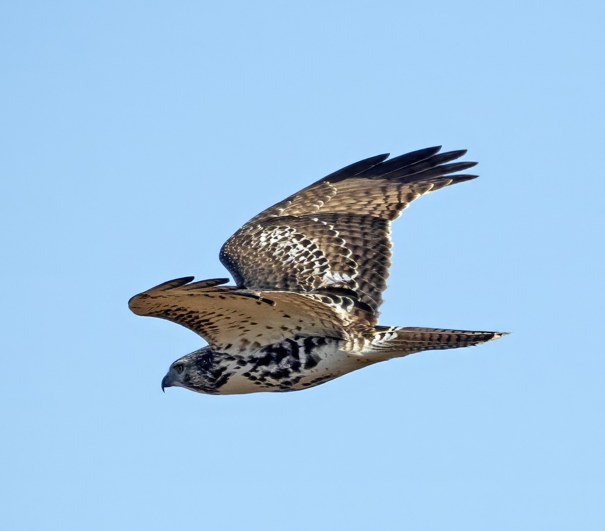 Red-tailed Hawk (borealis) - ML616221243