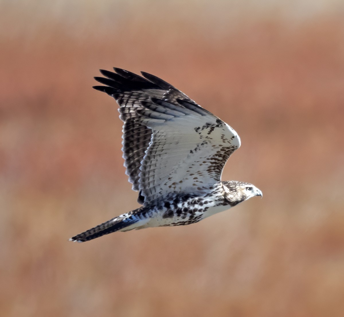 Red-tailed Hawk (borealis) - ML616221244