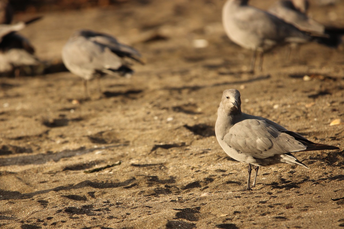 Gray Gull - ML616221247