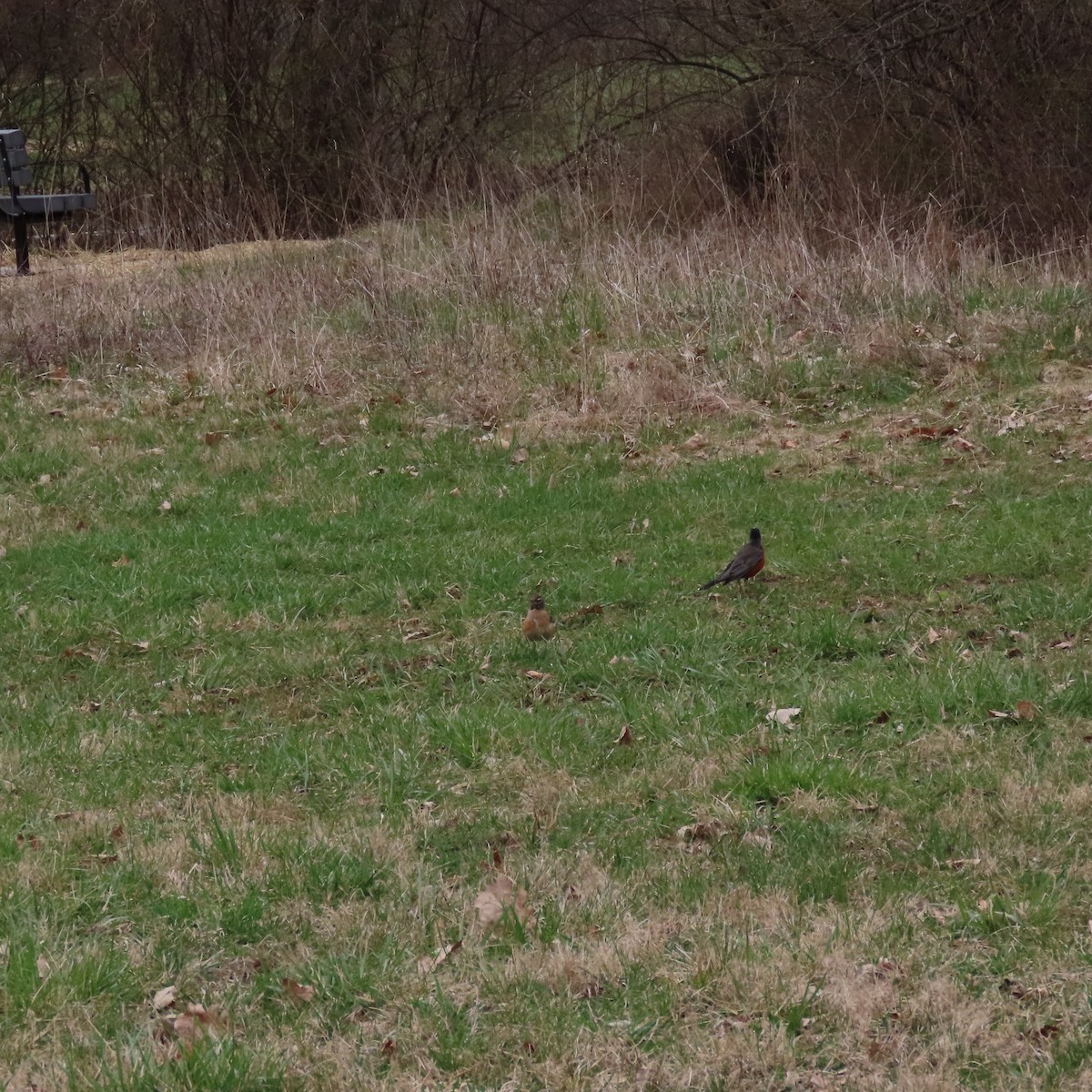 American Robin - ML616221248