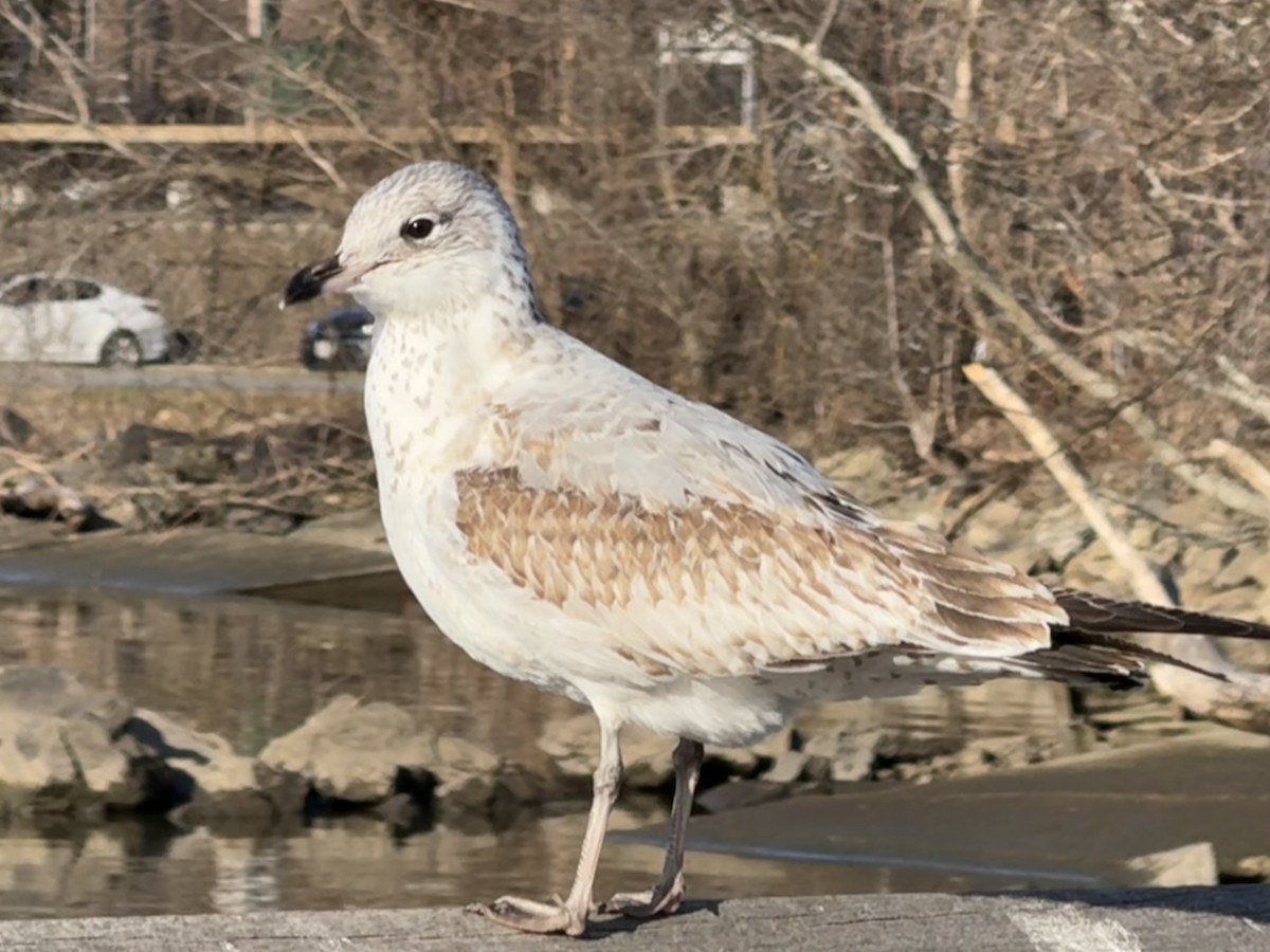 Ring-billed Gull - Katherine Figueroa