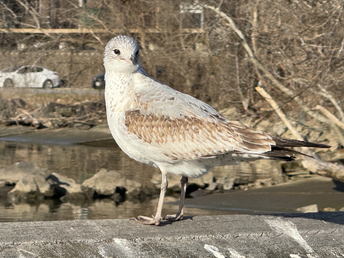 Ring-billed Gull - Katherine Figueroa