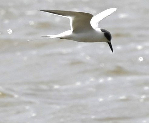 Gull-billed Tern - Charles Minero