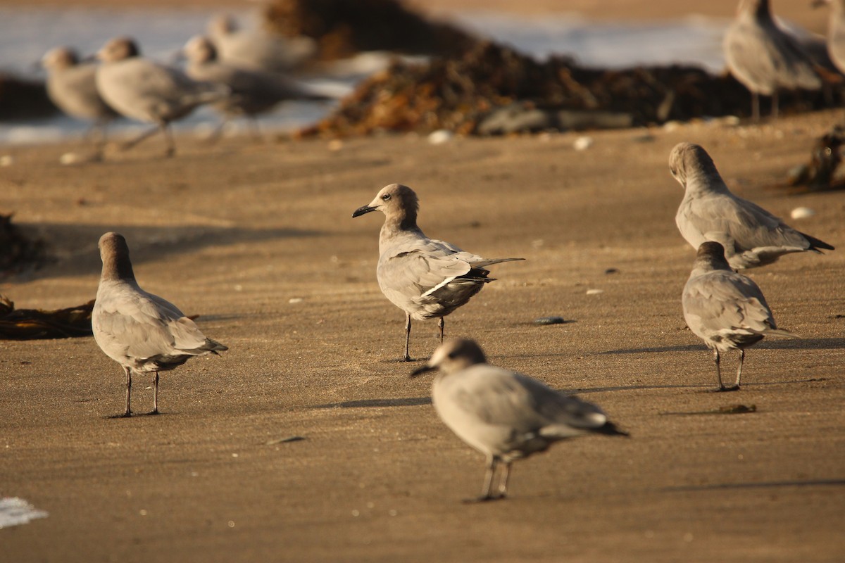 Gray Gull - ML616221302