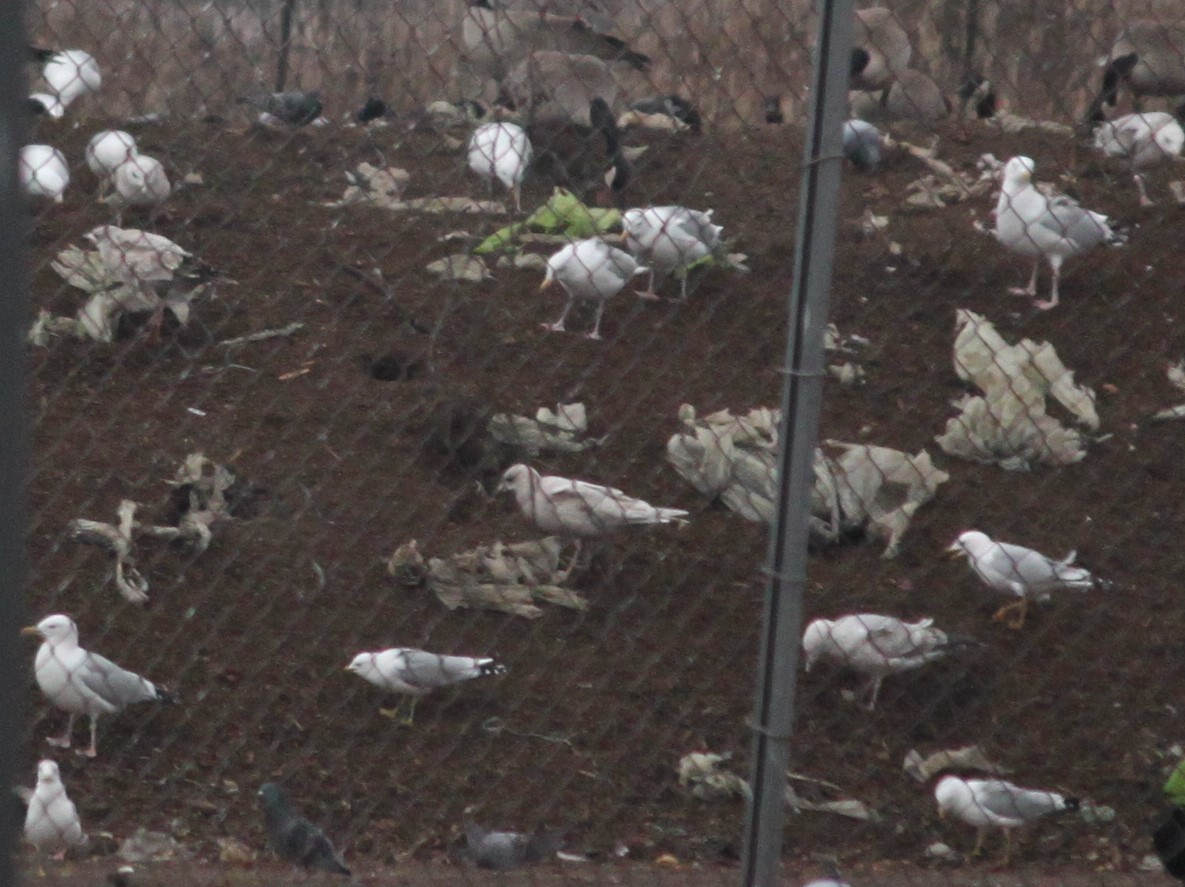 Gaviota Groenlandesa - ML616221318