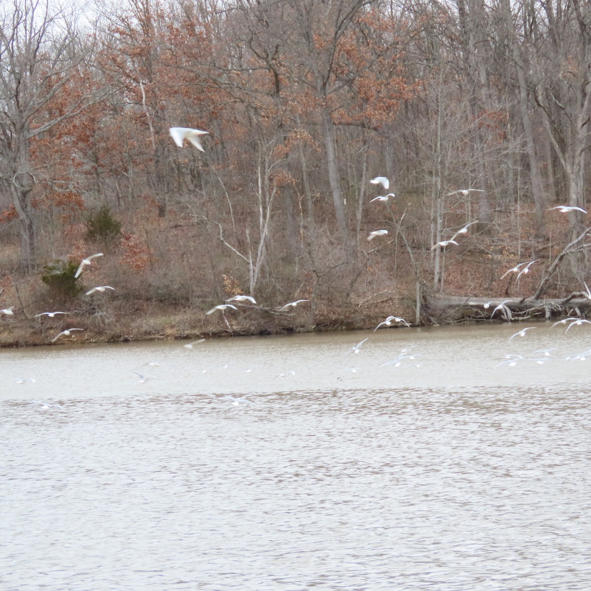 Bonaparte's Gull - ML616221324