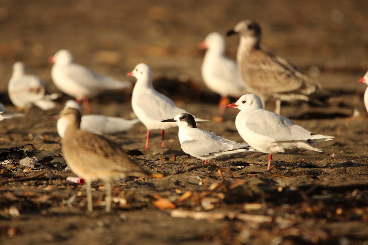 South American Tern - ML616221329