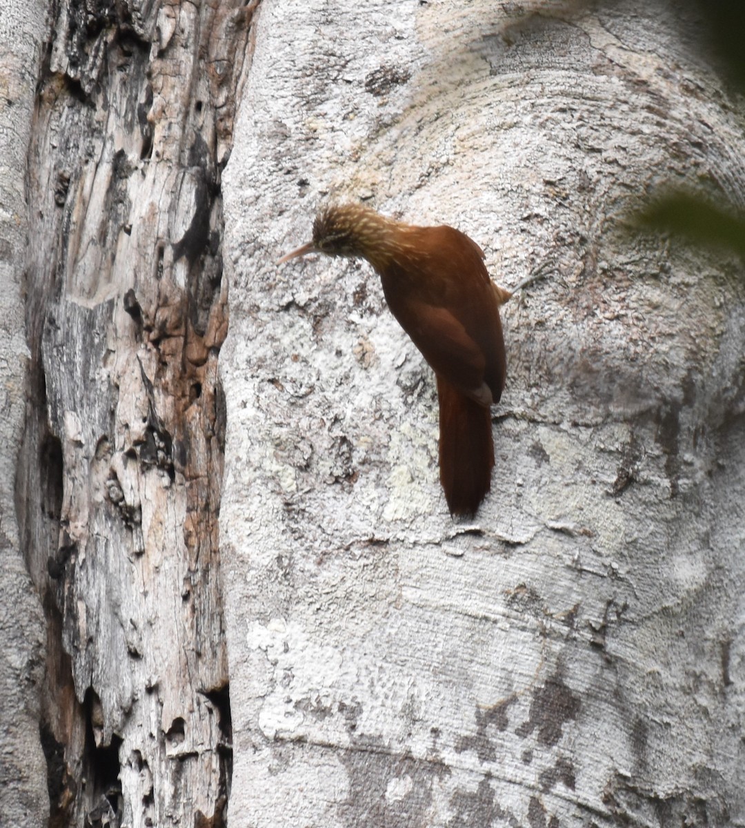 Straight-billed Woodcreeper - ML616221361