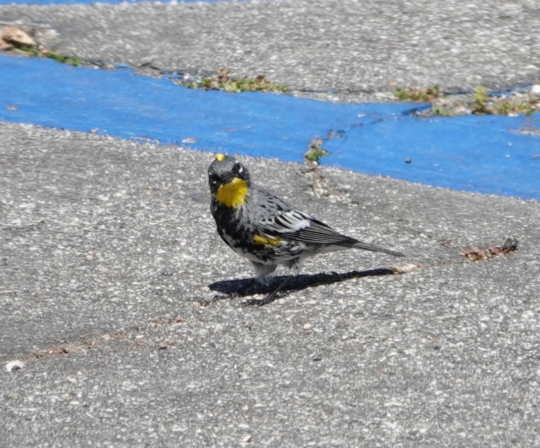 Yellow-rumped Warbler (Audubon's) - Sylvia Afable