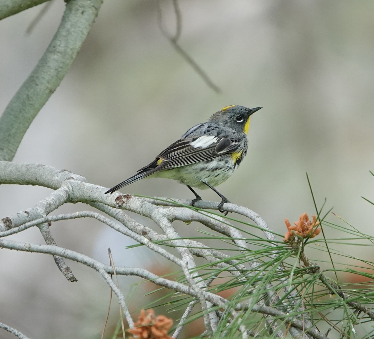 Yellow-rumped Warbler (Audubon's) - Sylvia Afable