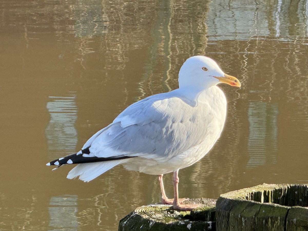 Herring Gull - Katherine Figueroa