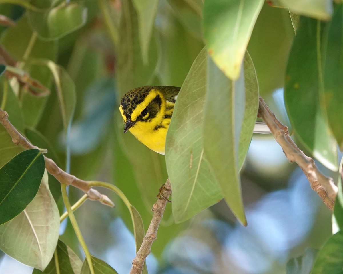 Townsend's Warbler - ML616221398