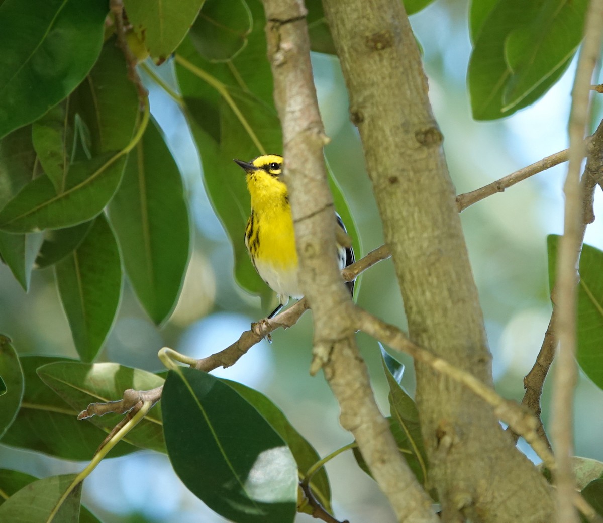 Townsend's Warbler - Sylvia Afable