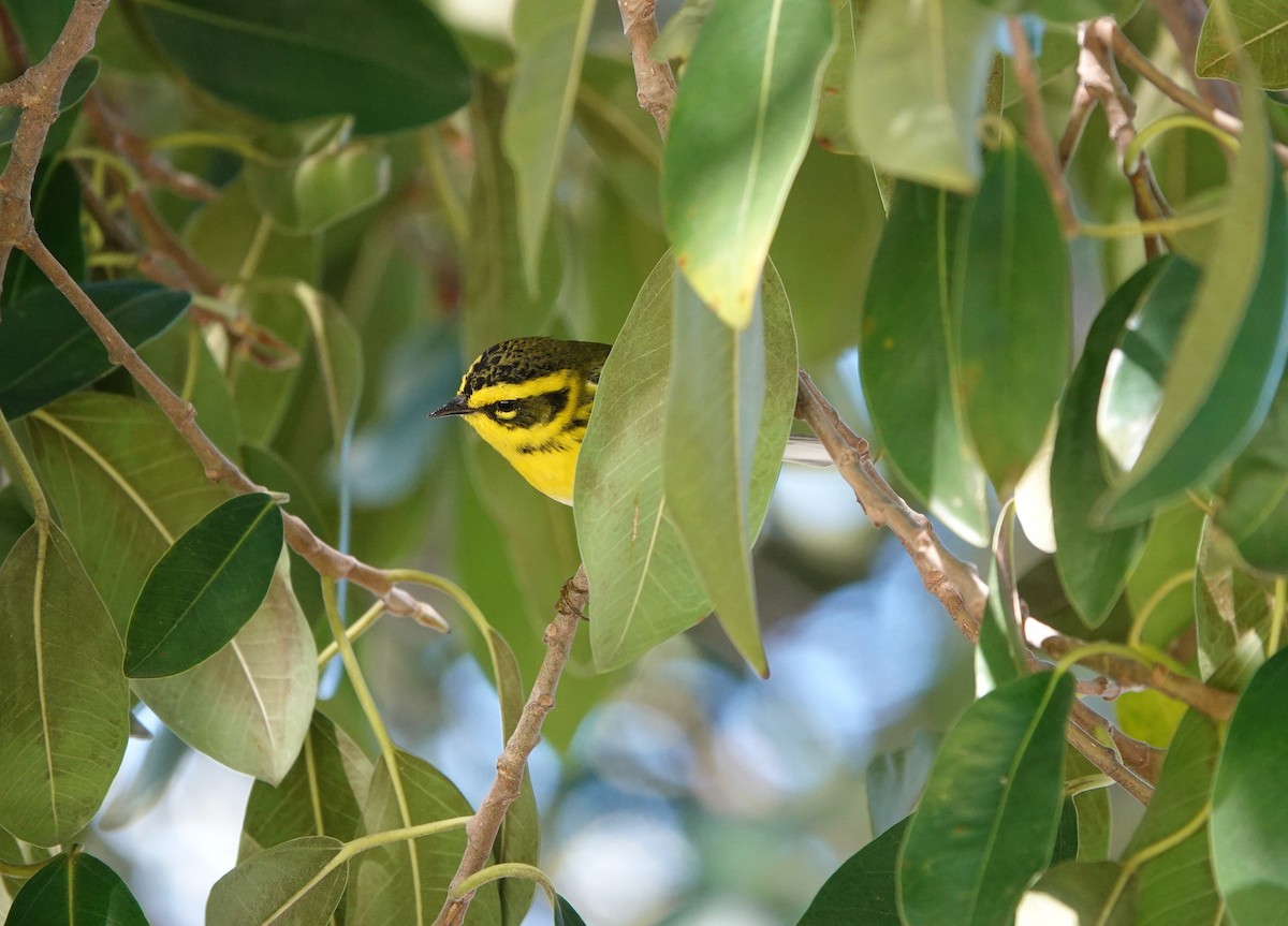 Townsend's Warbler - ML616221401