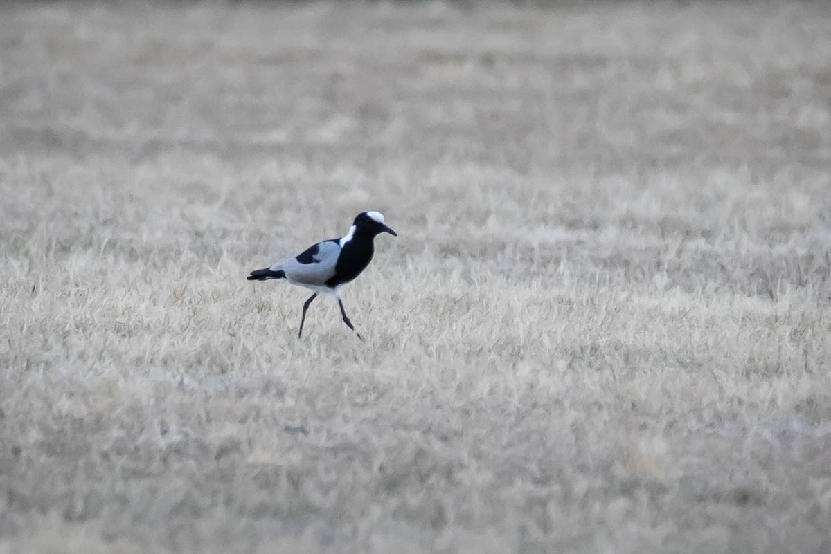 Blacksmith Lapwing - ML616221572