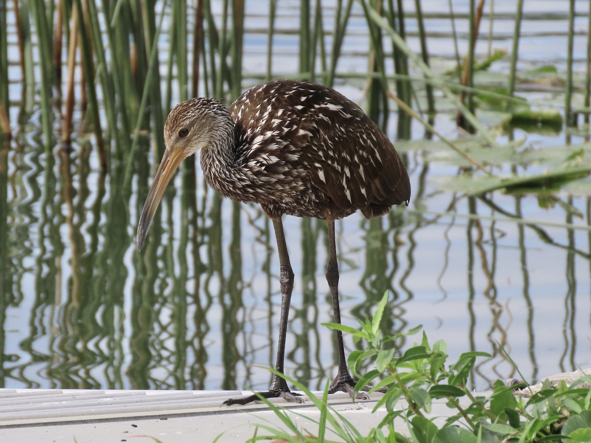 Limpkin (Speckled) - ML616221597