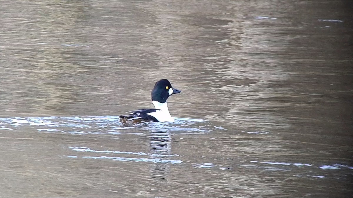 Common Goldeneye - ML616221609