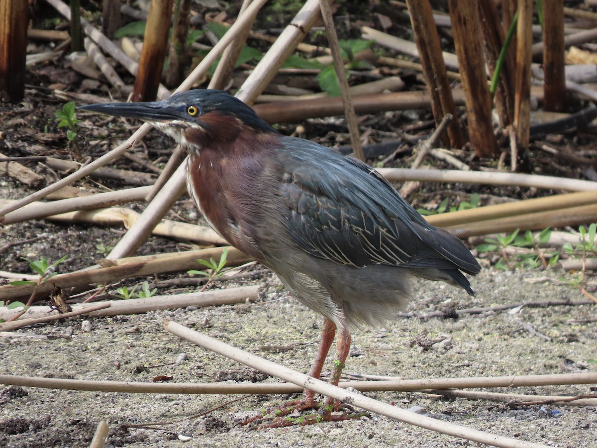 Green Heron (virescens/bahamensis) - ML616221639