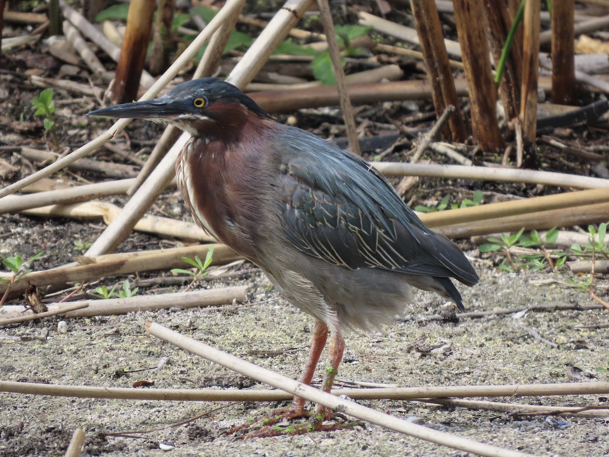 Green Heron (virescens/bahamensis) - Tim Carney