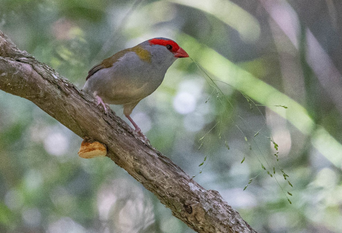 Red-browed Firetail - ML616221641