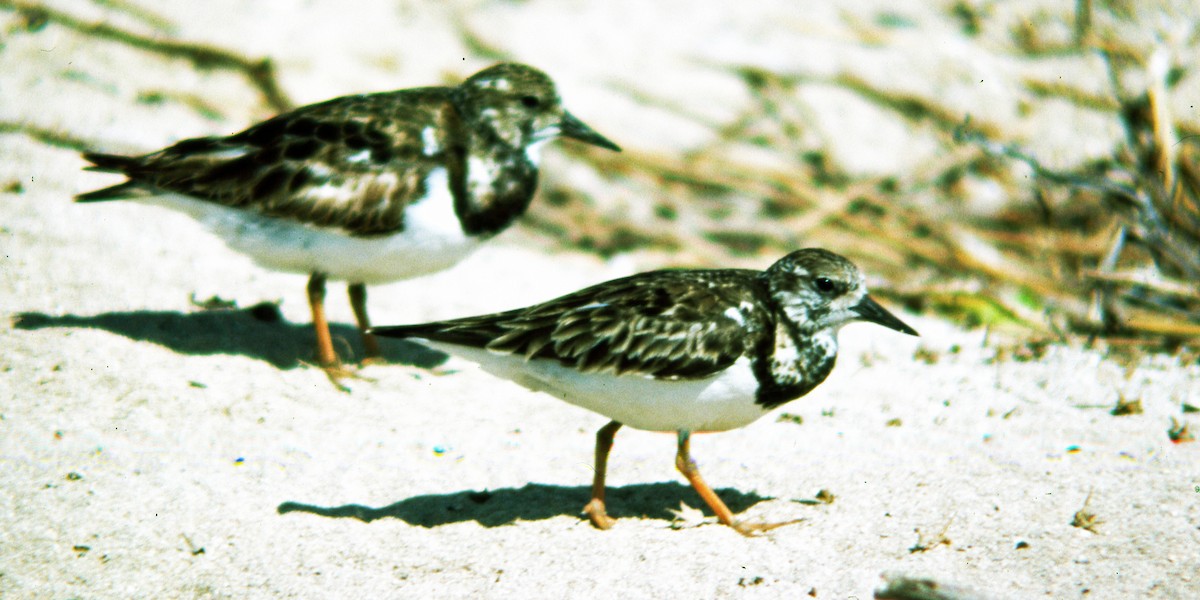 Ruddy Turnstone - ML616221646