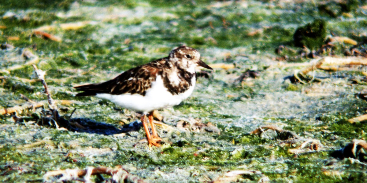 Ruddy Turnstone - ML616221664