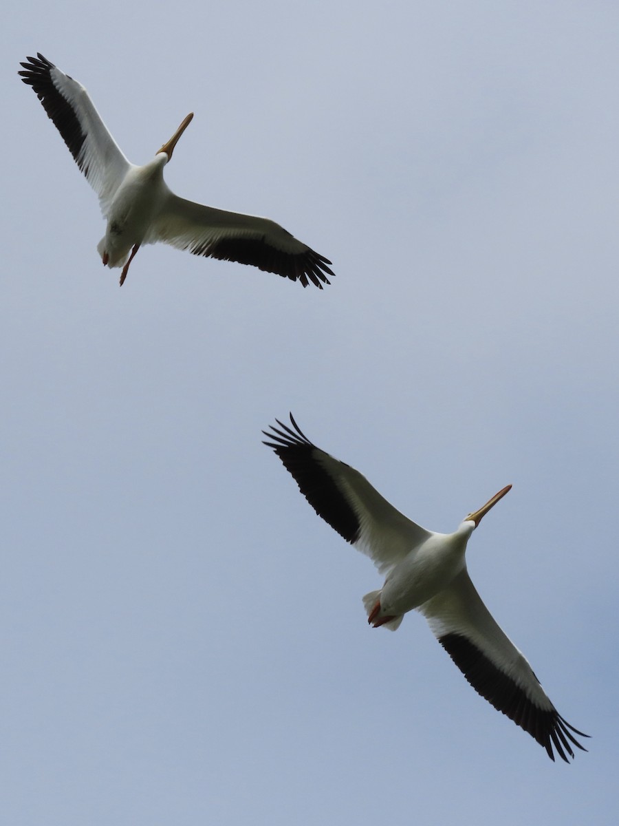 pelikán severoamerický - ML616221666
