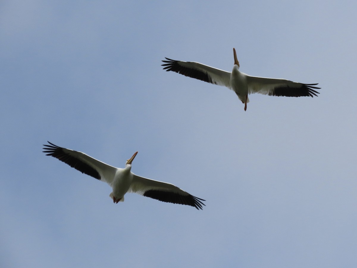 pelikán severoamerický - ML616221667