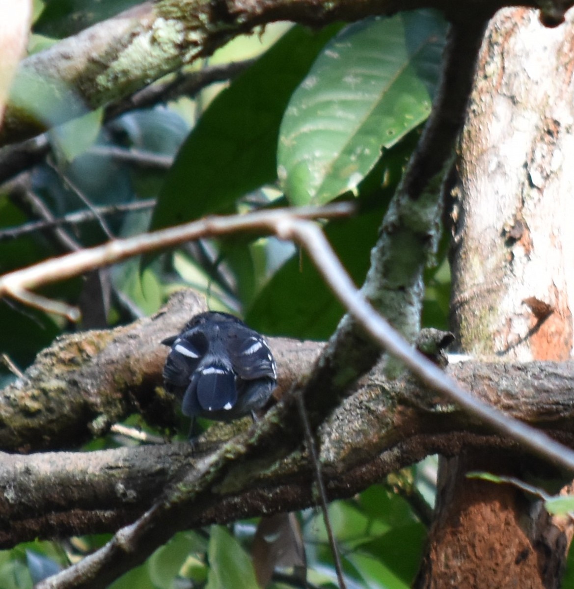 Amazonian Antshrike - ML616221669