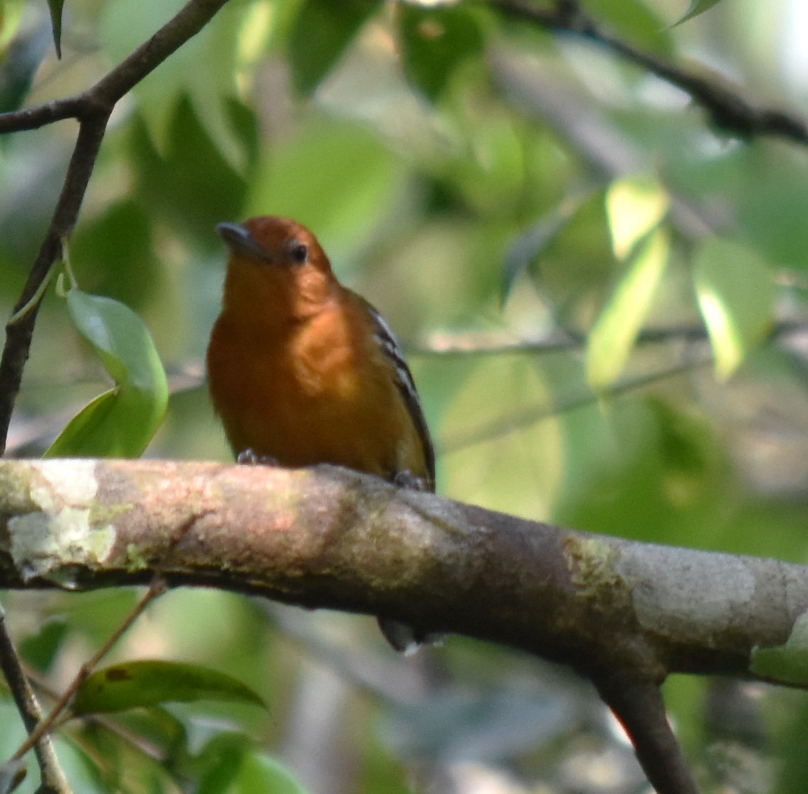 Amazonian Antshrike - ML616221670