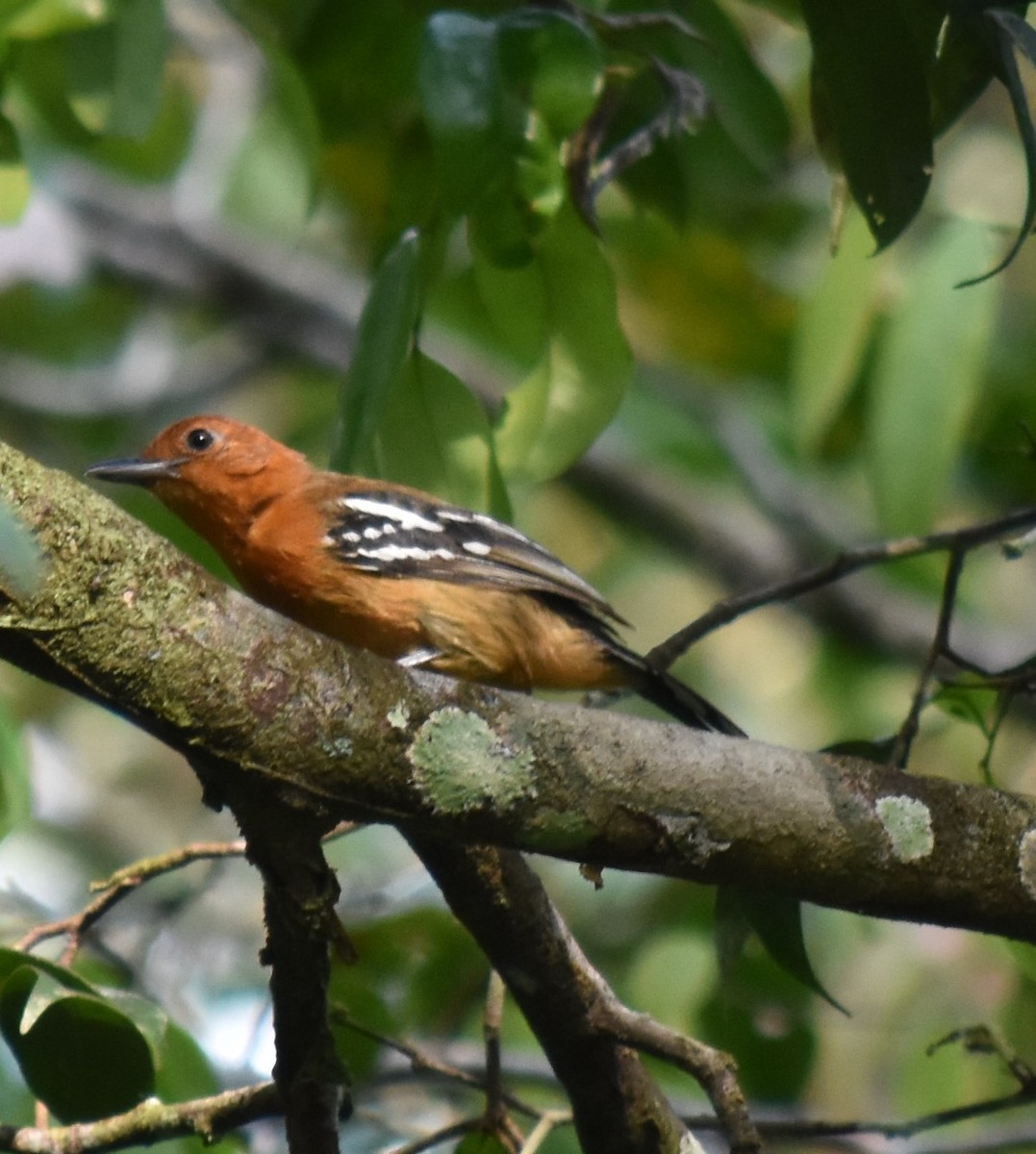 Amazonian Antshrike - ML616221671