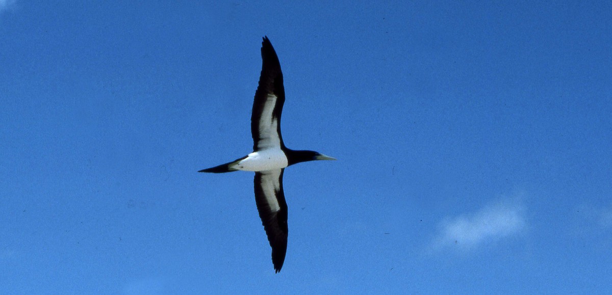 Brown Booby - ML616221692