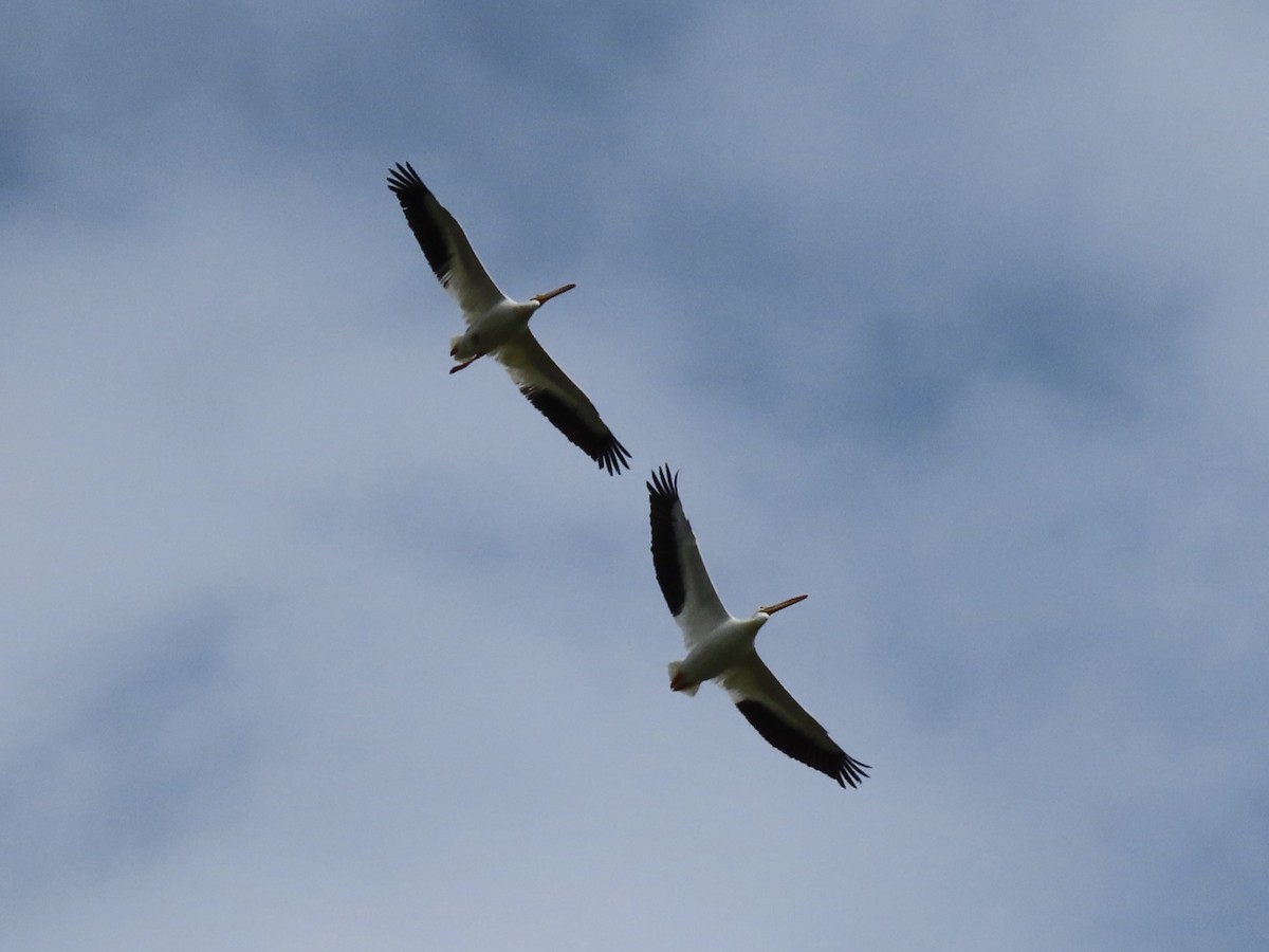 American White Pelican - ML616221697