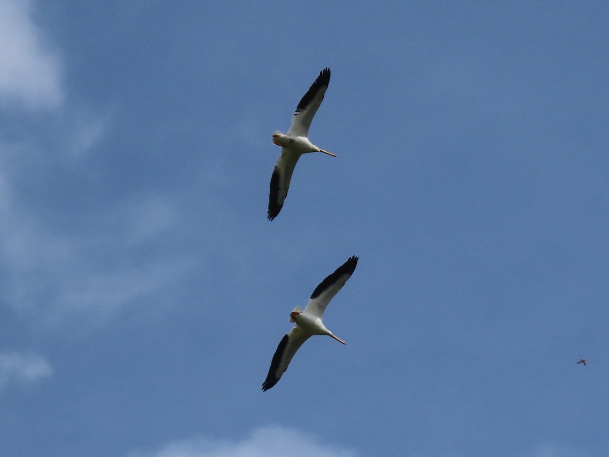 American White Pelican - ML616221699