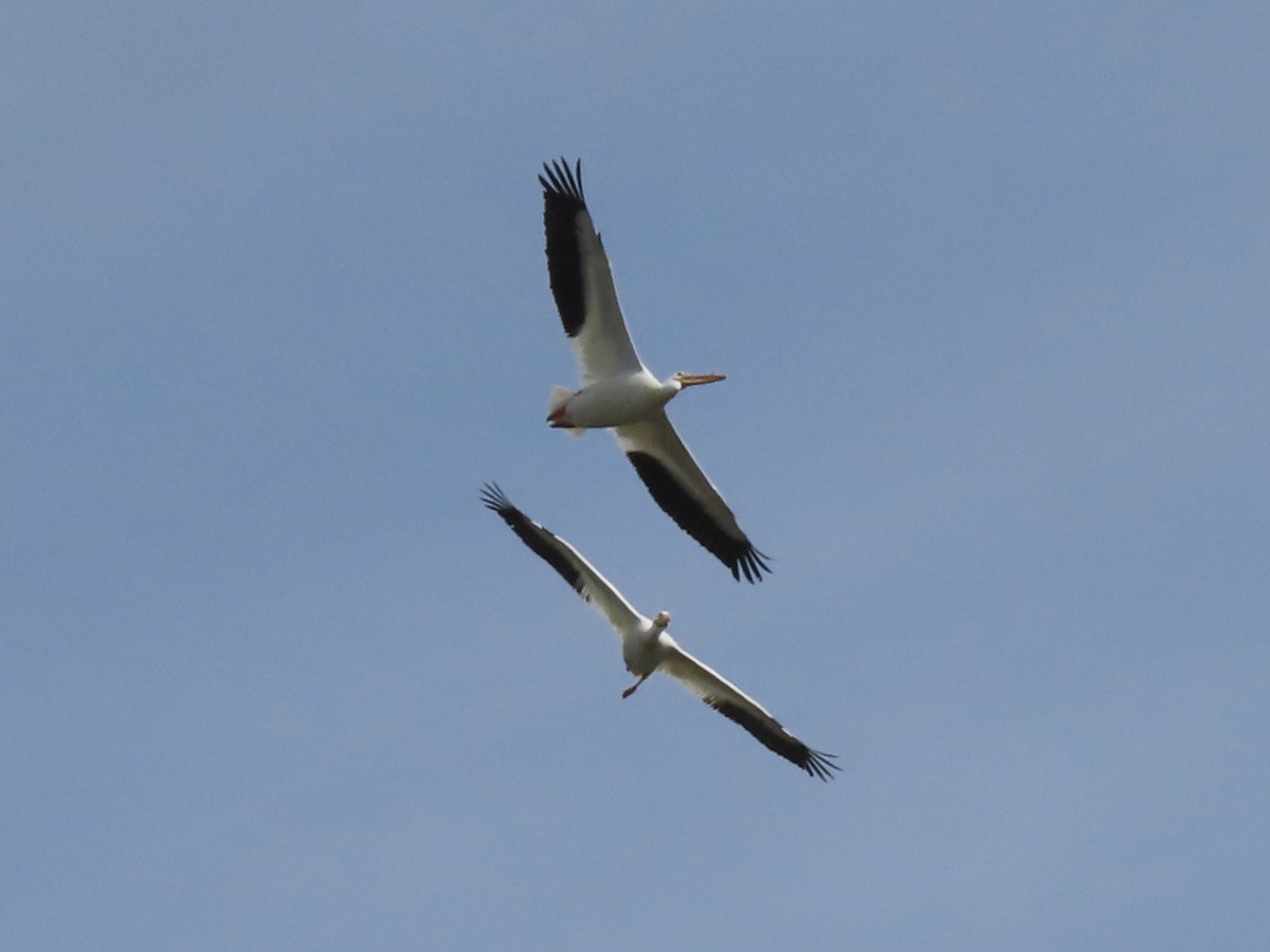 American White Pelican - ML616221704