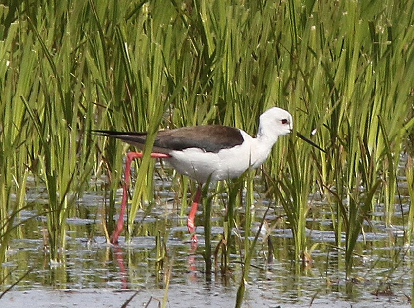 Échasse blanche - ML616221733