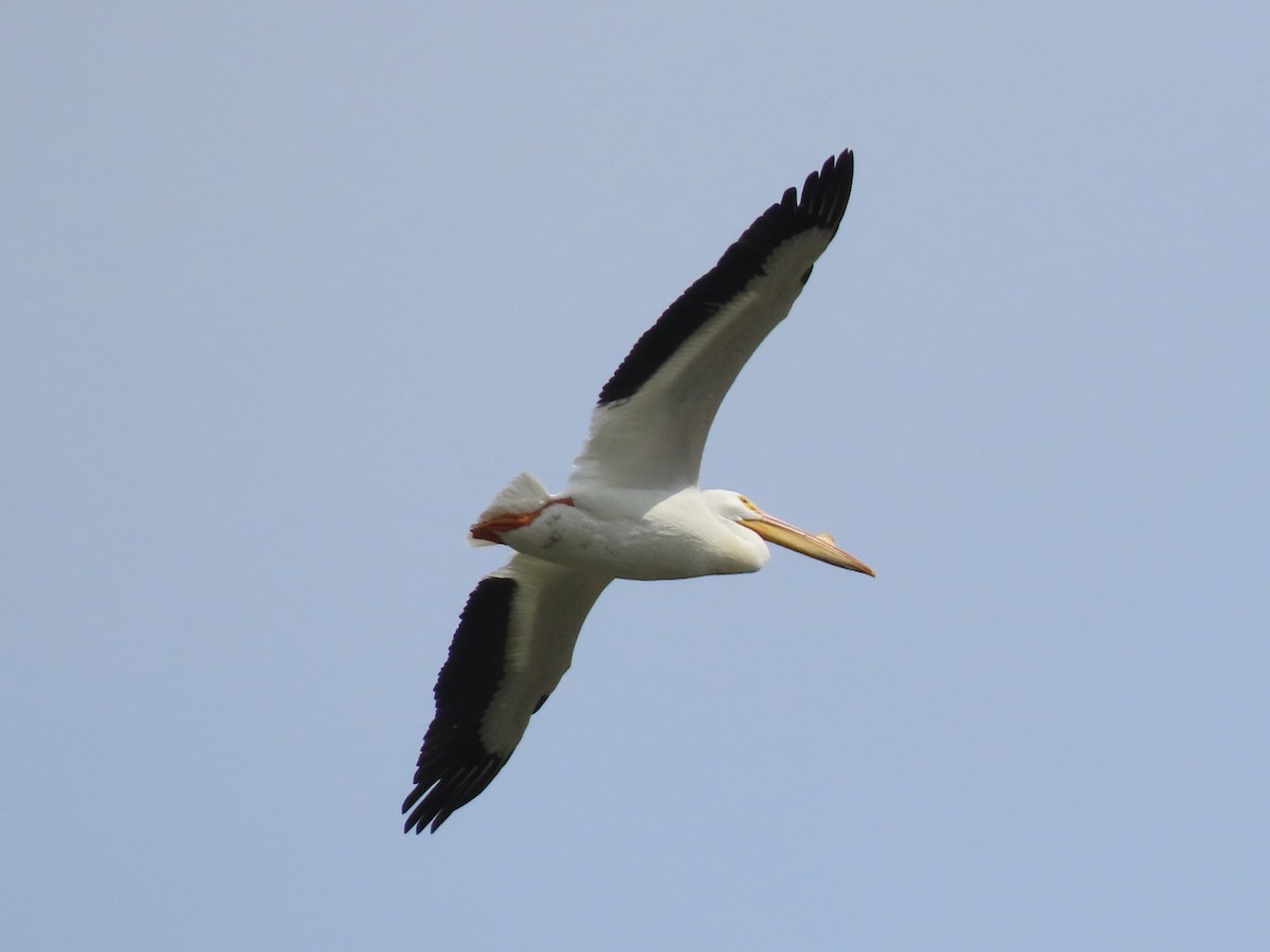 pelikán severoamerický - ML616221746