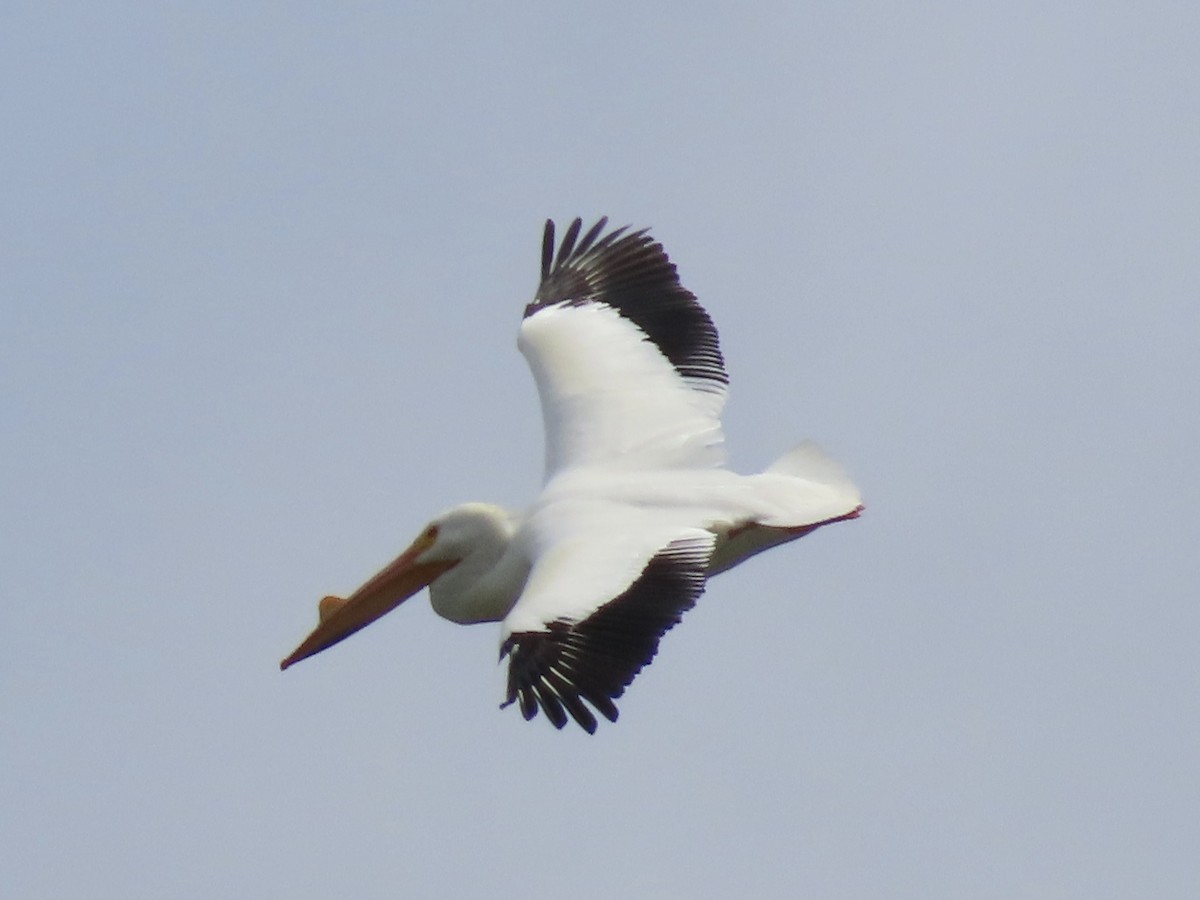 American White Pelican - Tim Carney