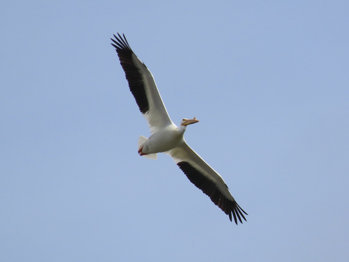 American White Pelican - Tim Carney