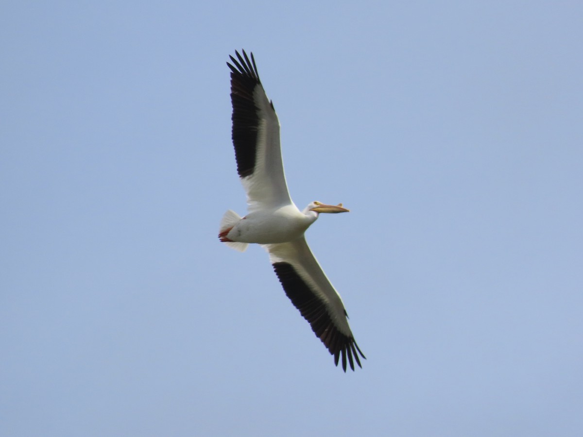 pelikán severoamerický - ML616221749