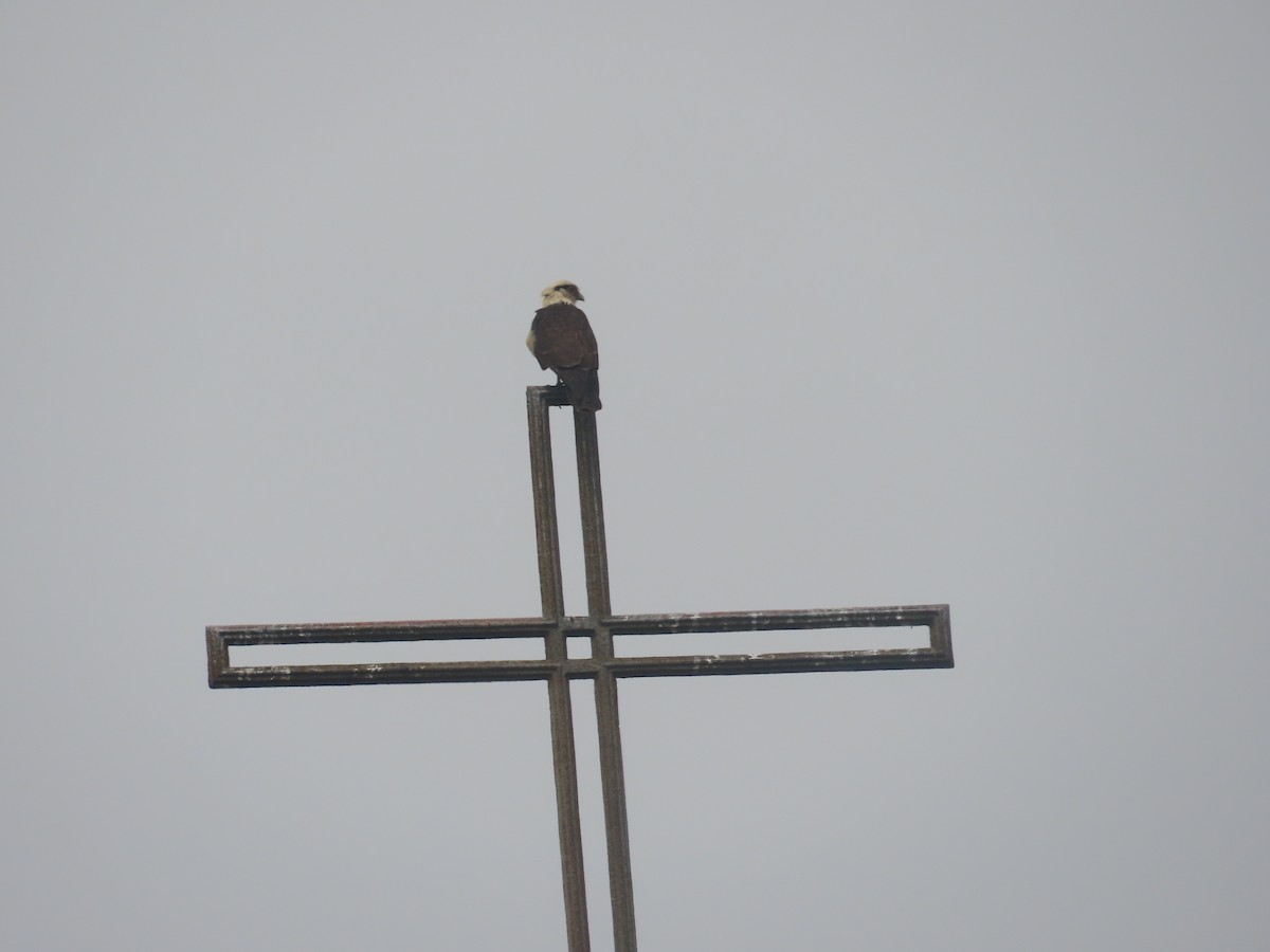 Yellow-headed Caracara - ML616221762