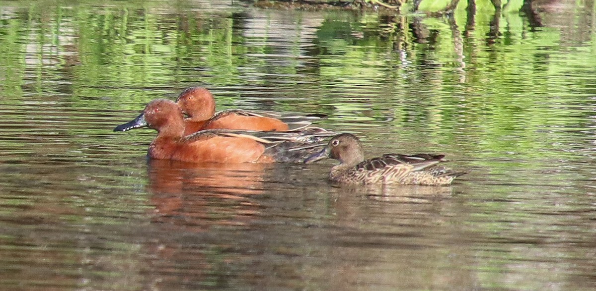 Cinnamon Teal - ML616221823