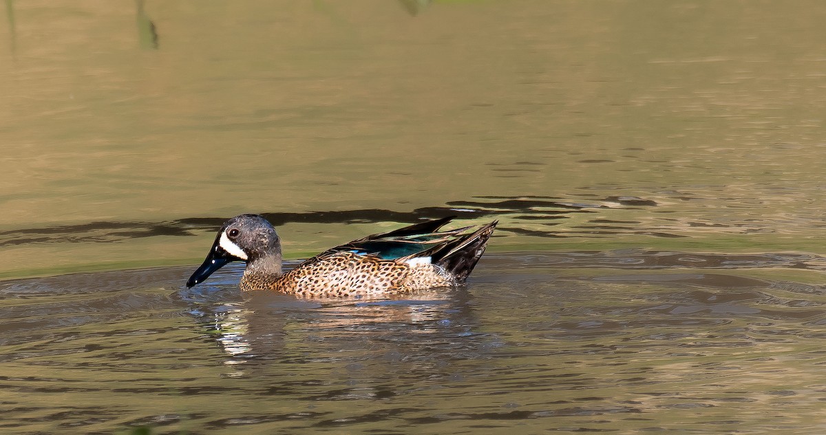 Blue-winged Teal - Leonel Lepiz